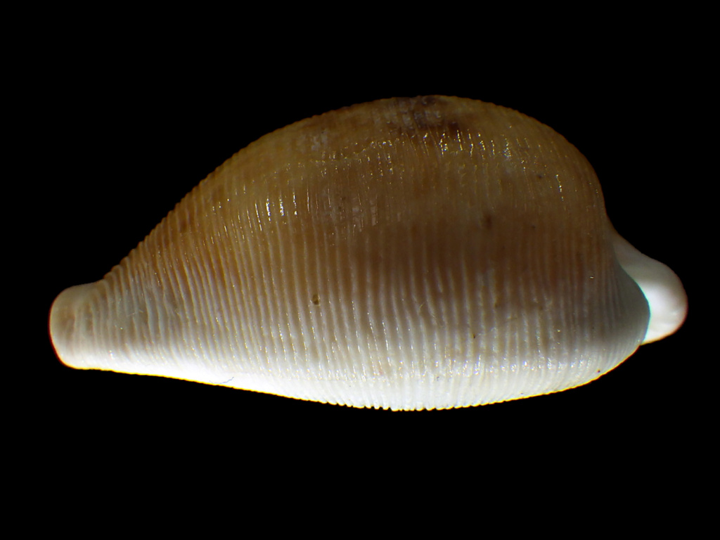 Cypraeovula capensis guluensis ? Cyprae67
