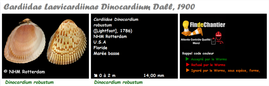 Cardiidae Laevicardiinae Dinocardium - Le genre, l'espèce, la planche Dinoca11