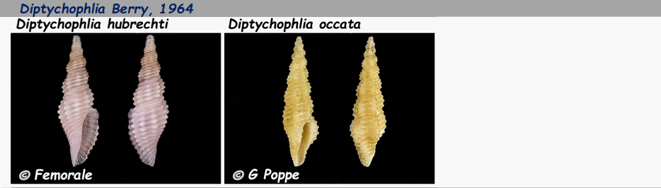 Borsoniidae Diptychophlia - Le genre, ses espèces, la planche Diptyc11