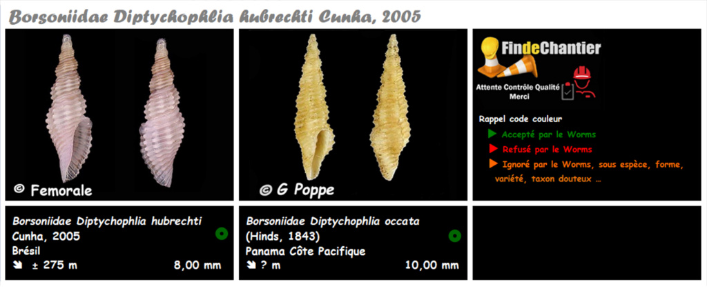 Borsoniidae Diptychophlia - Le genre, ses espèces, la planche Diptyc13