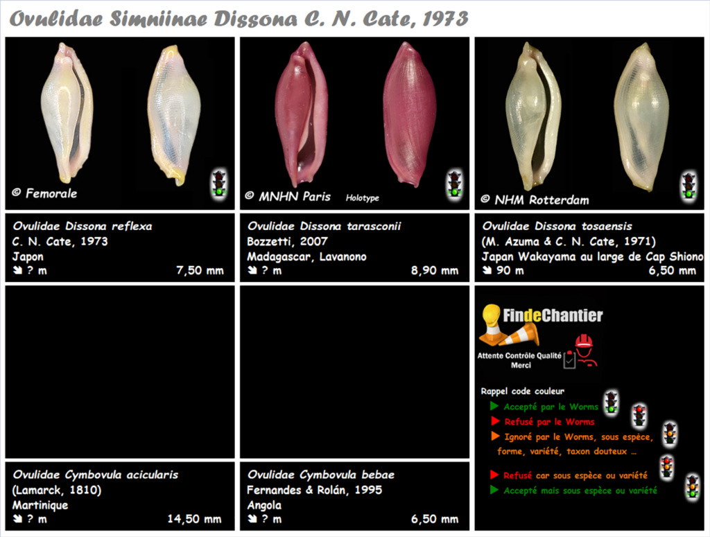 Simniinae Dissona - Le genre, ses espèces, la planche Disson10