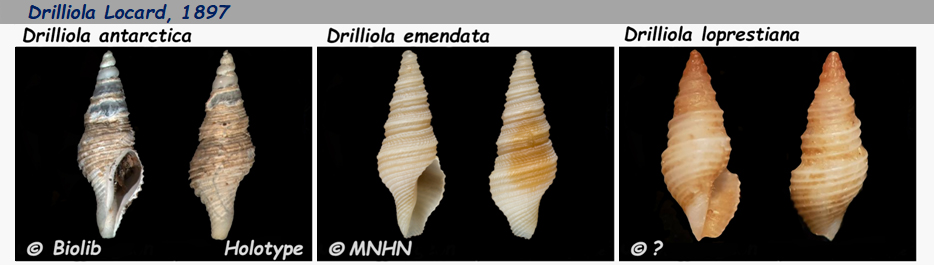 Borsoniidae Drilliola - Le genre, ses espèces, la planche Drilli11
