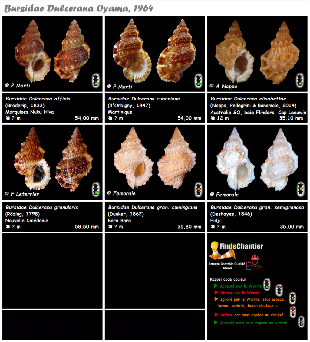 Bursidae Dulcerana - Le genre, ses espèces, la planche Dulcer11