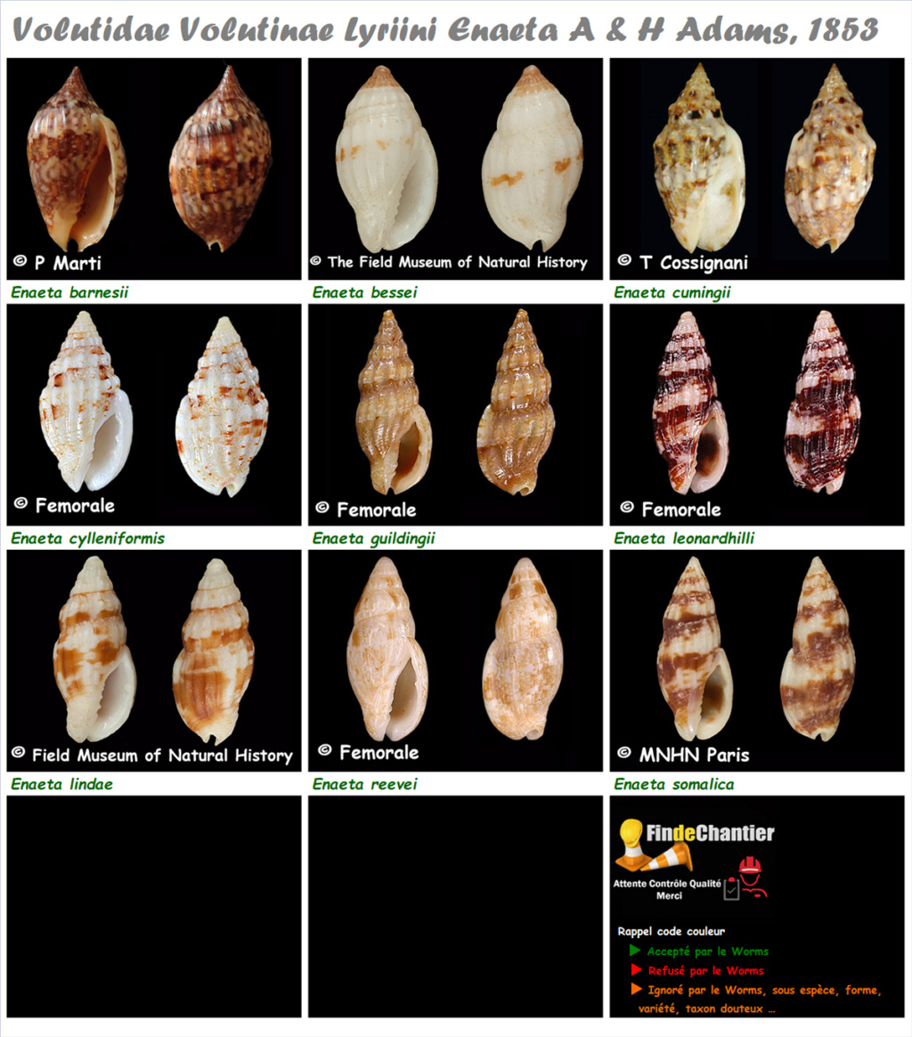 Volutidae Volutinae Enaeta - Le genre, ses espèces, la planche Enaeta12