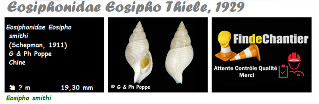 Eosiphonidae Eosipho - Le genre, l'espèce, la planche Eosiph11
