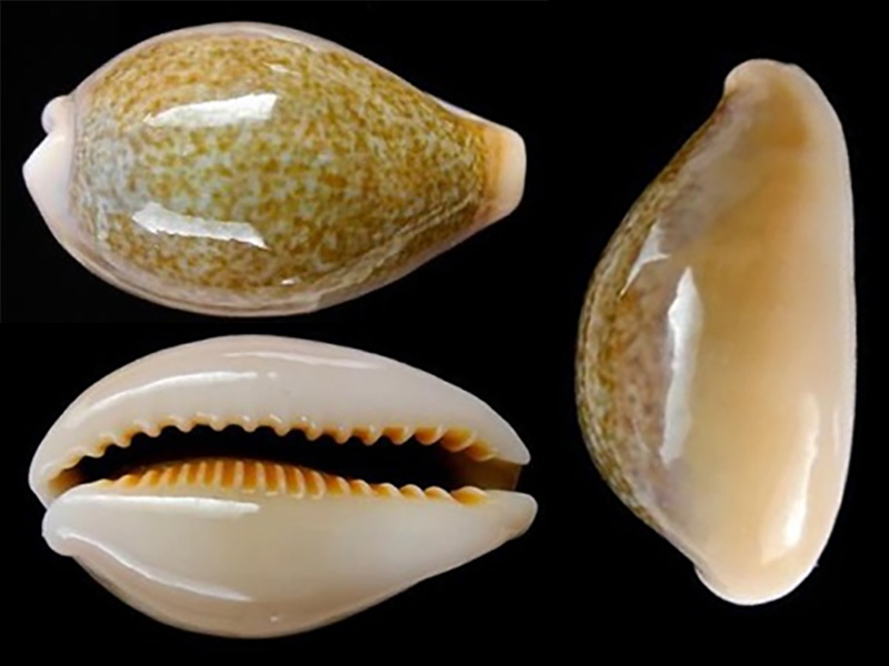 Erronea ovum chrysostoma - F. A. Schilder, 1927 Errone28