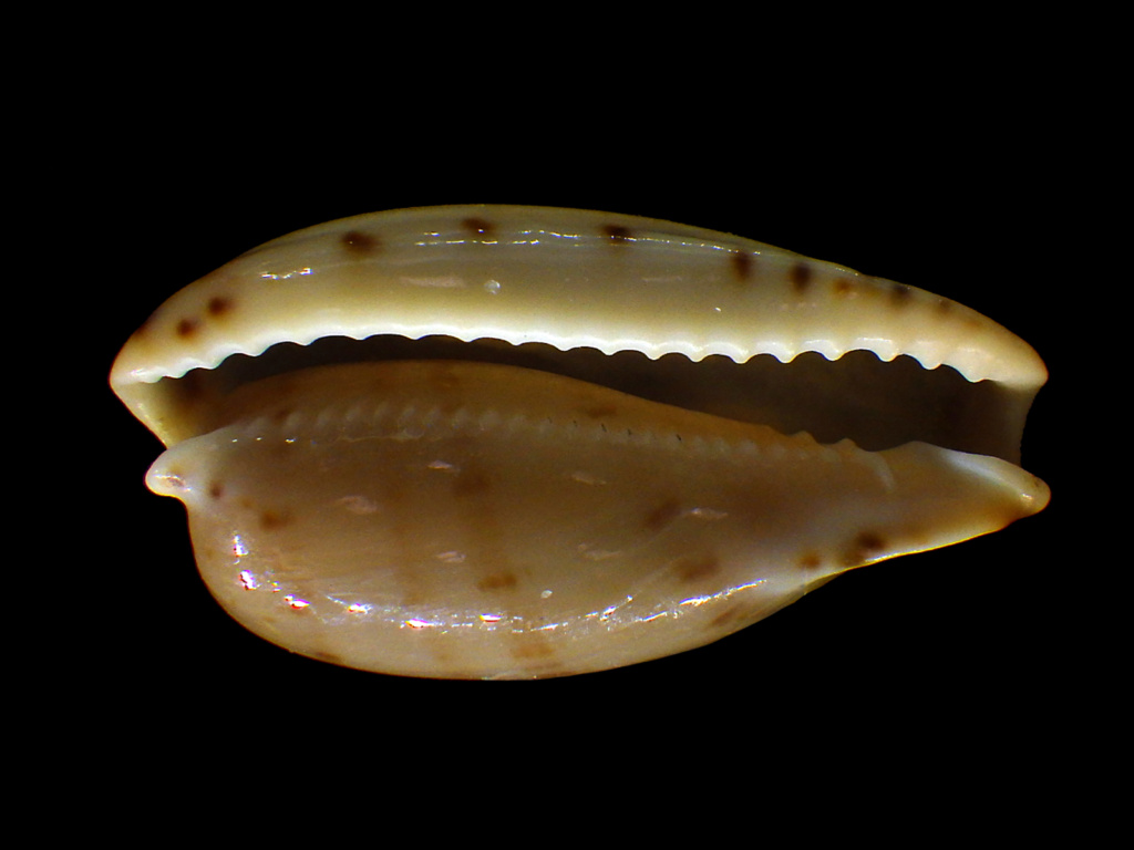 Erronea rabaulensis - Schilder, 1964 Errone47