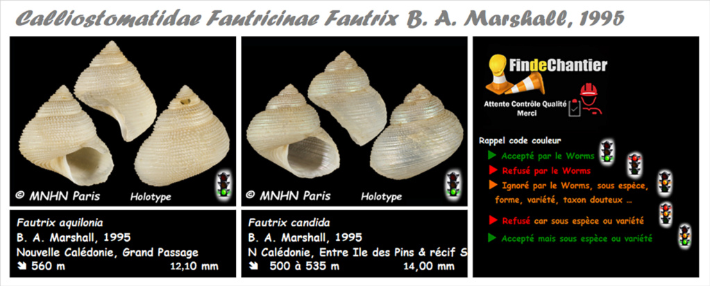 Fautricinae Fautrix - Le genre, ses espèces, la planche Fautri10