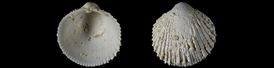 Cardiidae Orthocardiinae Freneixicardia - Le genre, l'espèce, la planche Frenei10