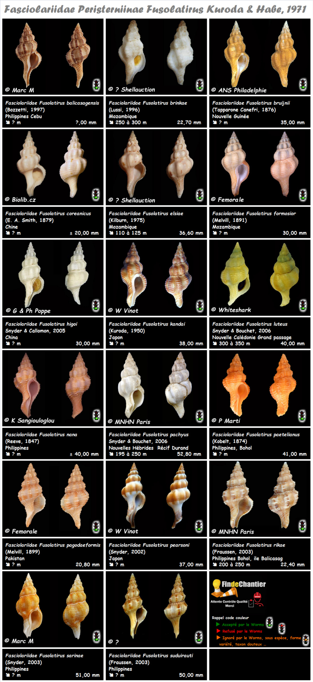  Fasciolariidae Peristerniinae Fusolatirus - Le genre, ses espèces, la planche Fusola10
