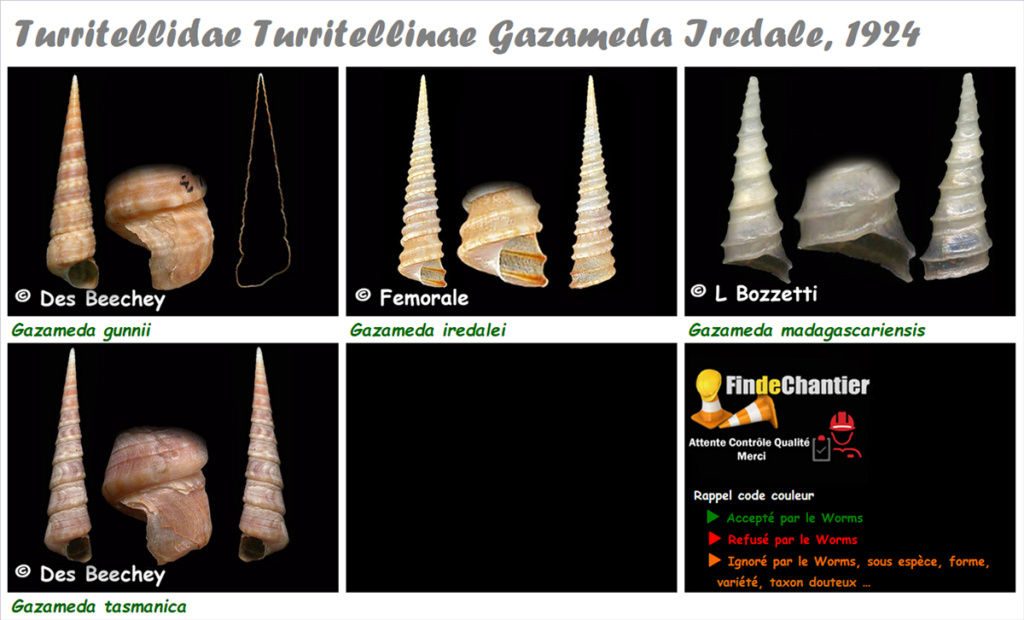 Turritellidae Turritellinae Gazameda - Le genre, ses espèces, la planche Gazame11