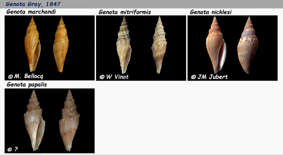 Borsoniidae Genota - Le genre, ses espèces, la planche Genota10
