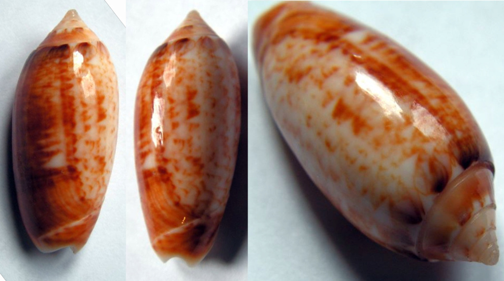 Americoliva flammulata dolicha (Locard, 1897)  - Worms = Oliva flammulata Lamarck, 1811 Gg-0110