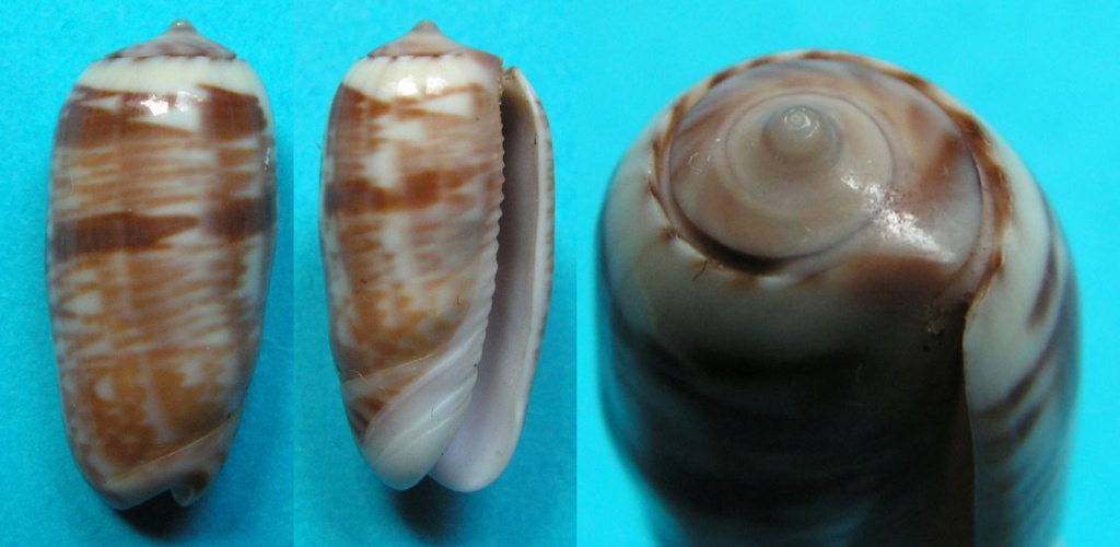 Galeola sidelia (Duclos, 1840) - Worms = Oliva sidelia Duclos, 1840 Gg-0115