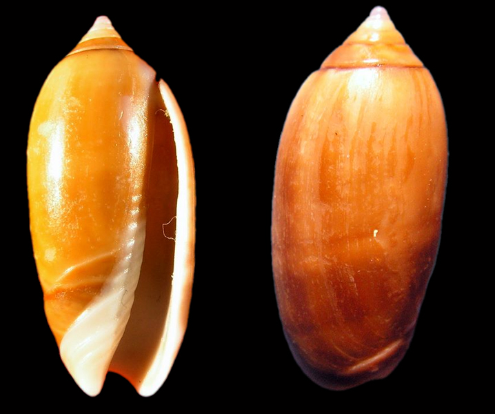 Americoliva flammulata flammulata (Lamarck, 1811) - Worms = Oliva flammulata Lamarck, 1811 Gg-111