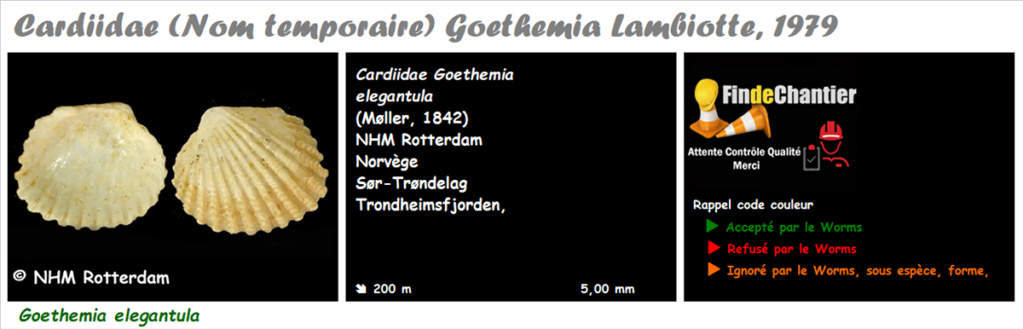 Cardiidae (Nom temporaire) Goethemia - Le genre, l'espèce, la planche Goethe10