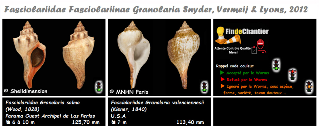 Granolaria - Le genre, ses espèces, la planche Granol10