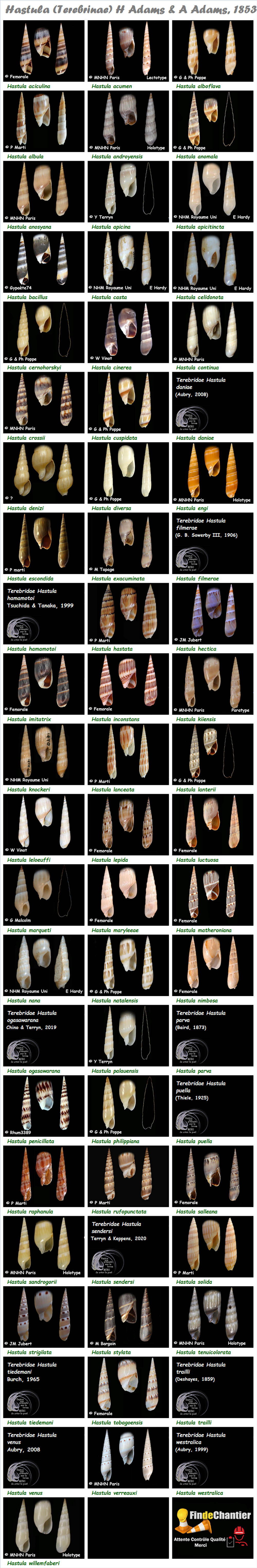  Terebridae Hastula - Le genre, ses espèces, la planche Hastul12