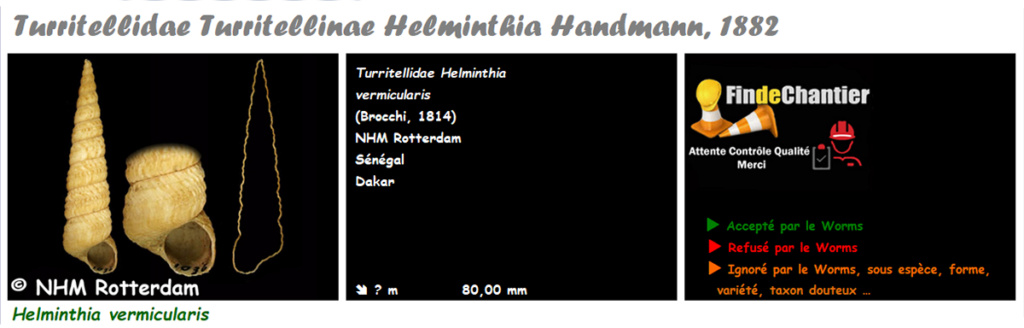Turritellidae Turritellinae Helminthia - Le genre, l'espèce, la planche Helmin10