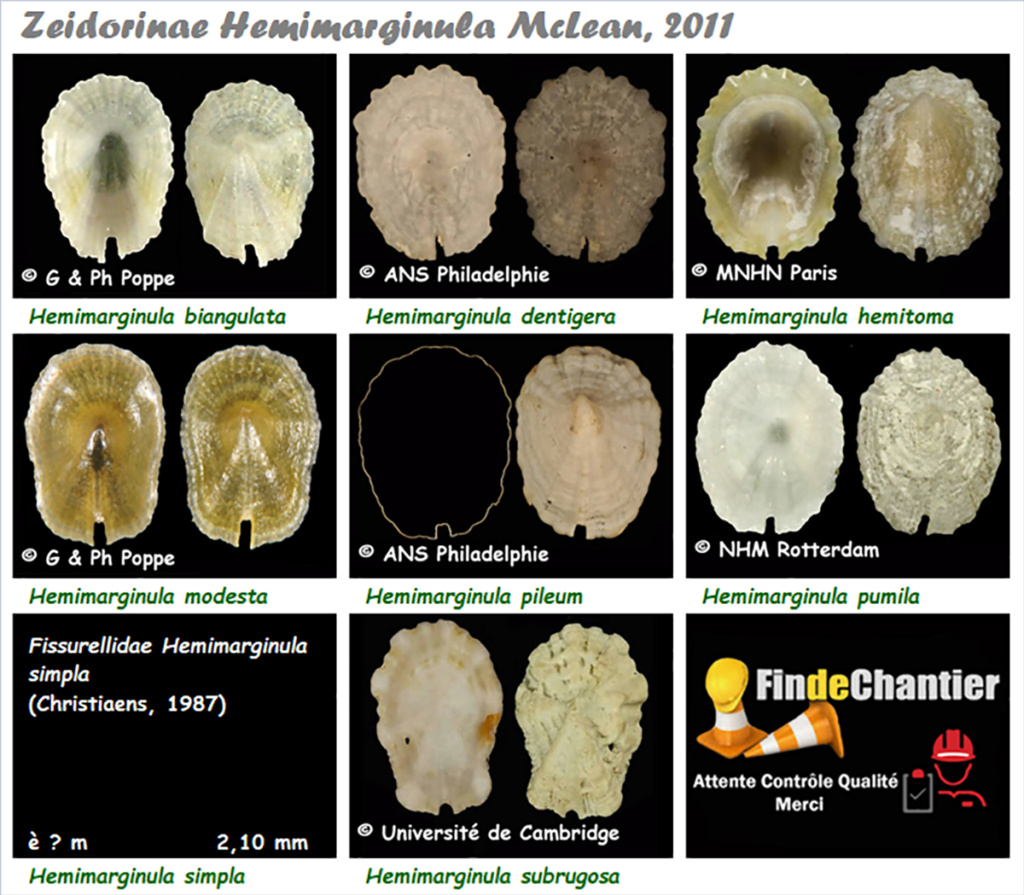 Zeidorinae Hemimarginula - Le genre, ses espèces, la planche Hemima12