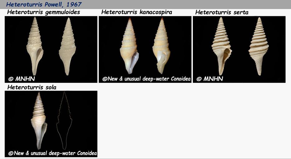 Borsoniidae Heteroturris - Le genre, ses espèces, la planche Hetero10