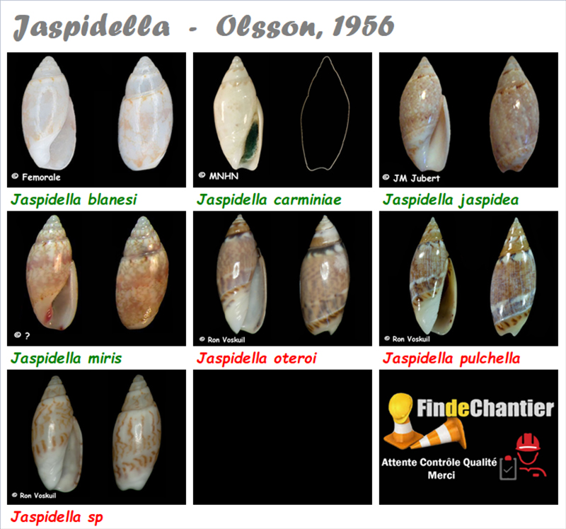 Bellolividae Jaspidella - Le genre, les espèces, la planche Jaspid10