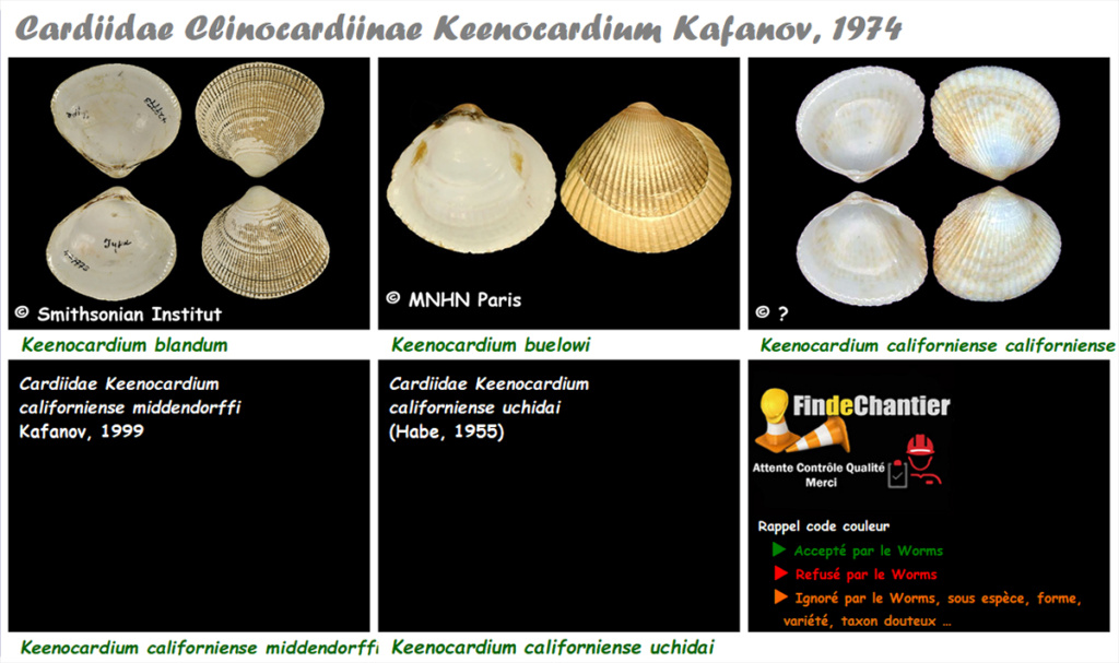 Cardiidae Clinocardiinae Keenocardium - Le genre, ses espèces, la planche Keenoc13