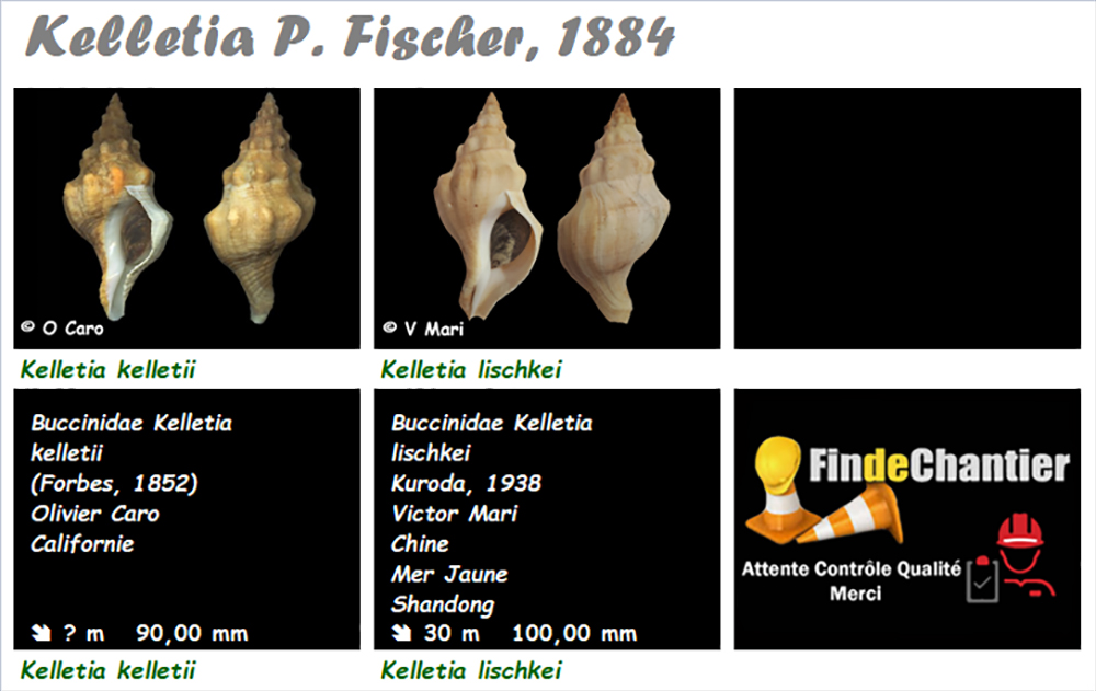 Buccinidae Kelletia - Le genre, ses espèces, la planche Kellet11