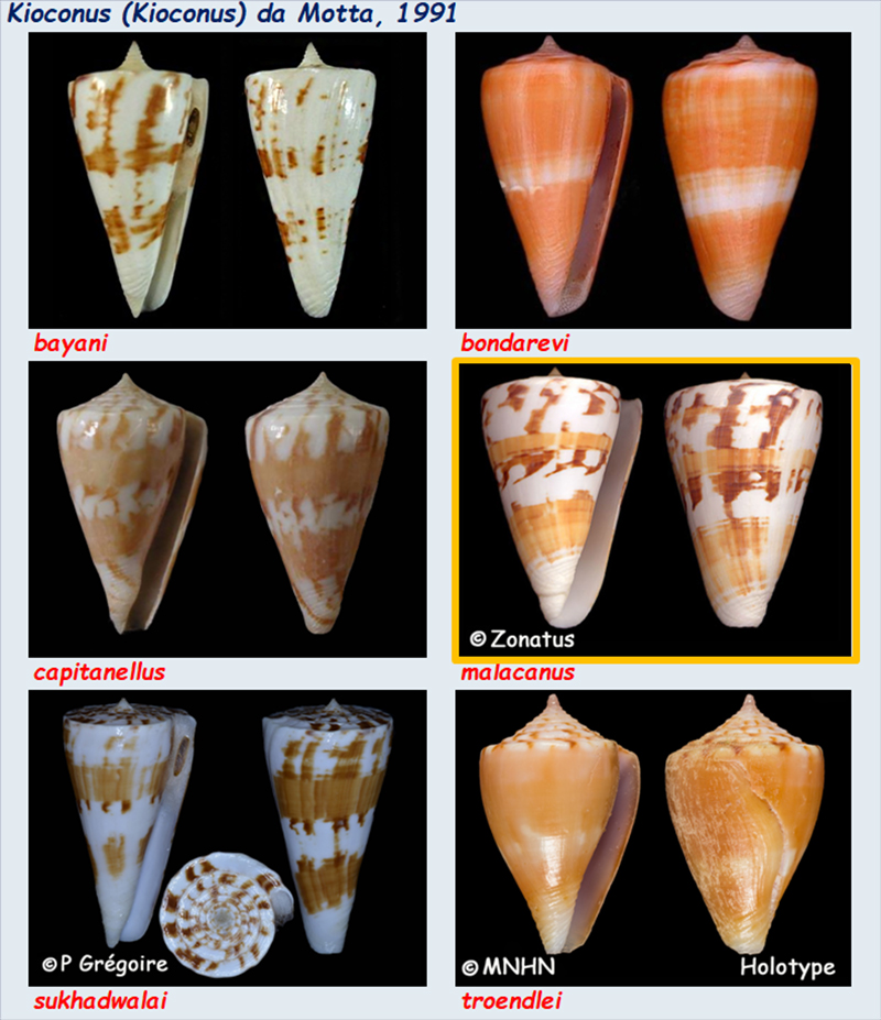 Conidae Stellaconus (obsolète) - Le genre devenu Conus (Splinoconus) Kiocon11