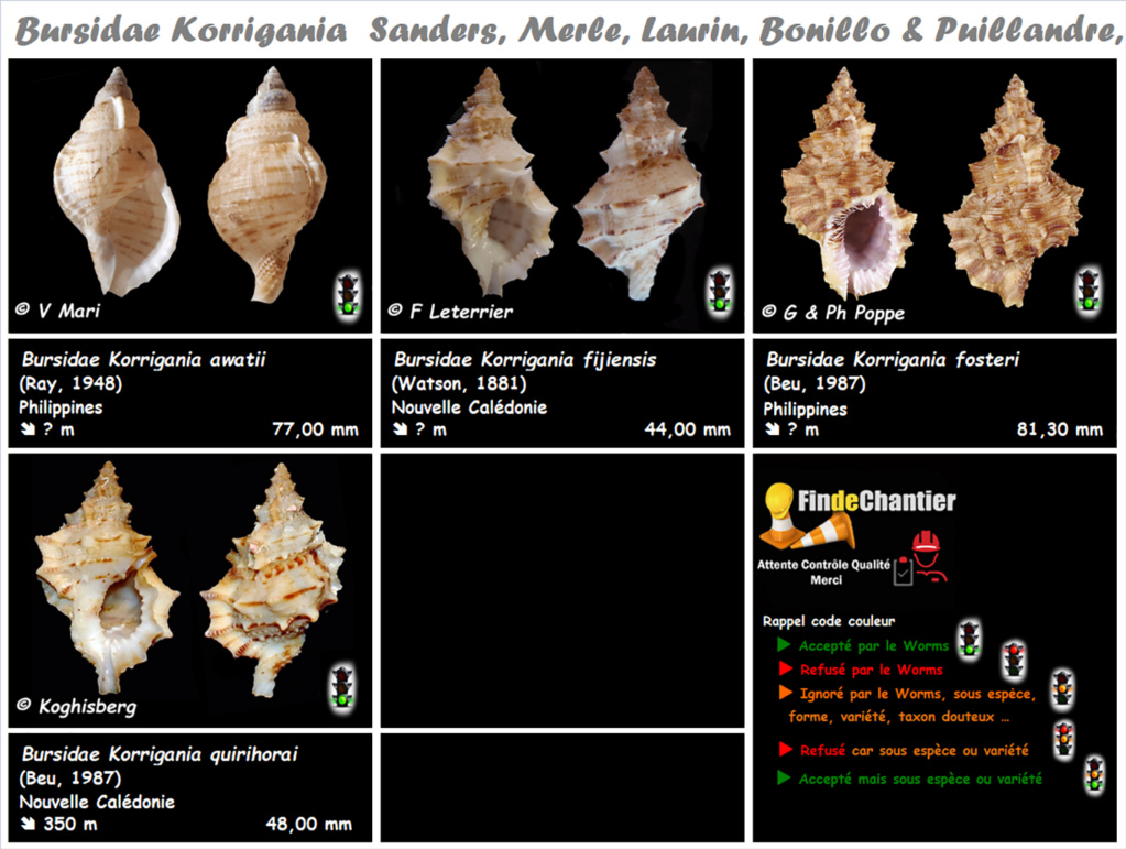 Bursidae Korrigania - Le genre, ses espèces, la planche Korrig10