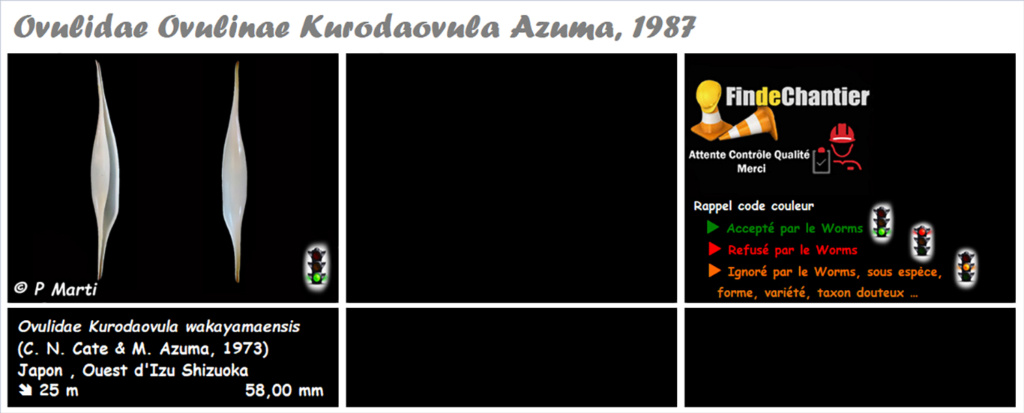 Ovulinae Kurodaovula- Le genre, ses espèces, la planche Kuroda10