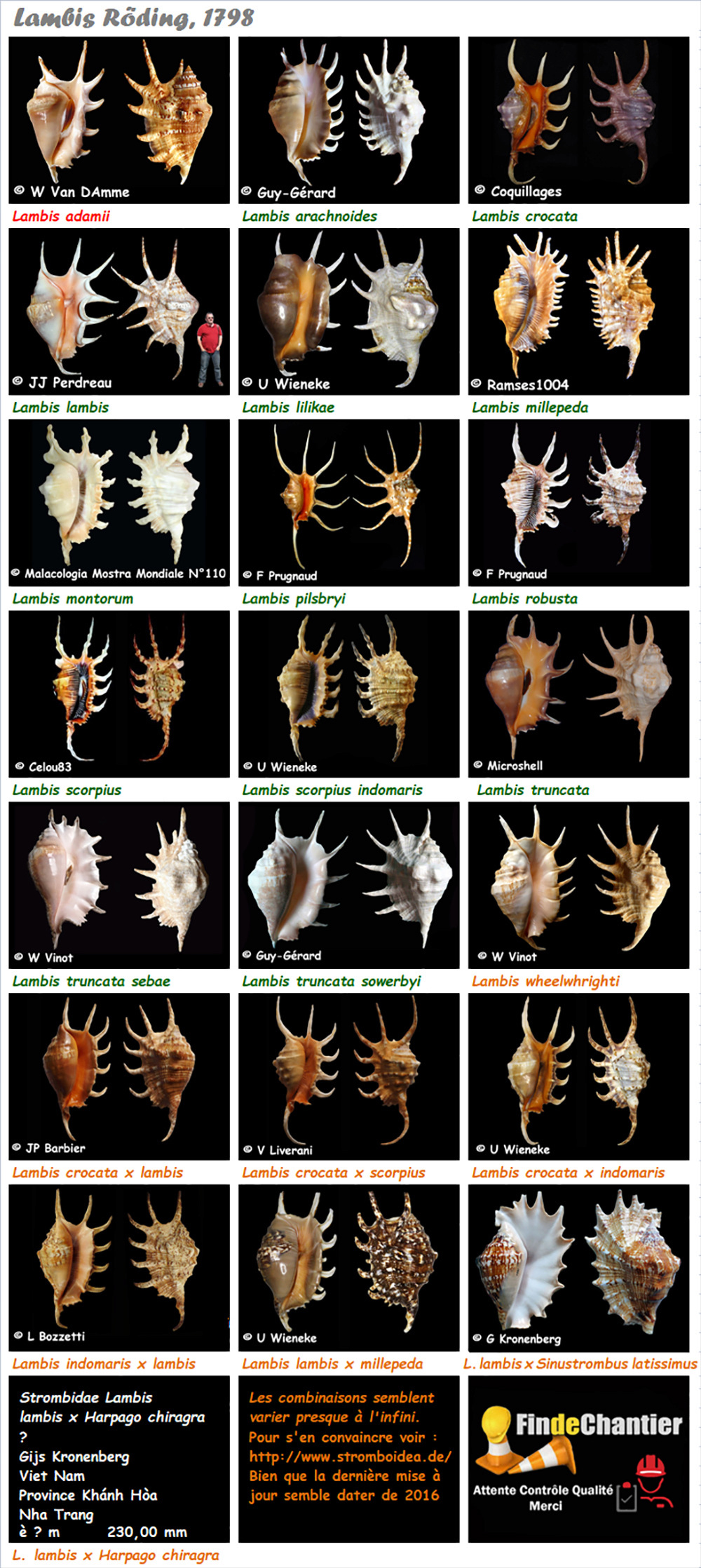  Strombidae Lambis - Le genre, ses espèces, la planche Lambis16