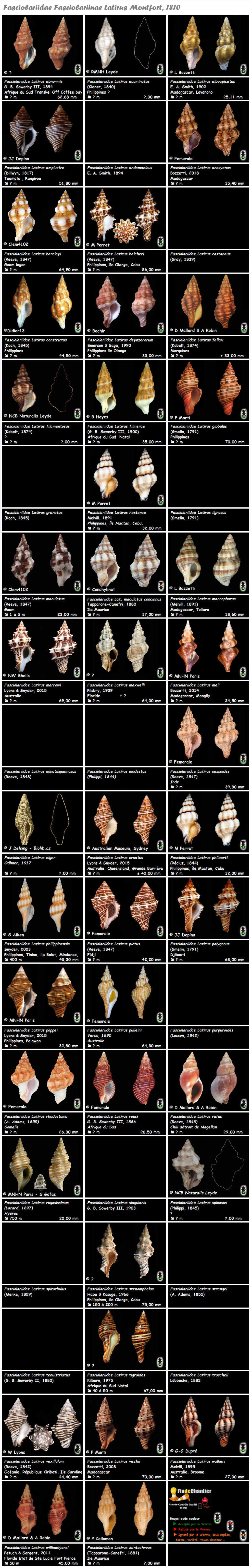  FasciolariiDae Fasciolariinae Latirus - Le genre, ses espèces, la planche Latiru11
