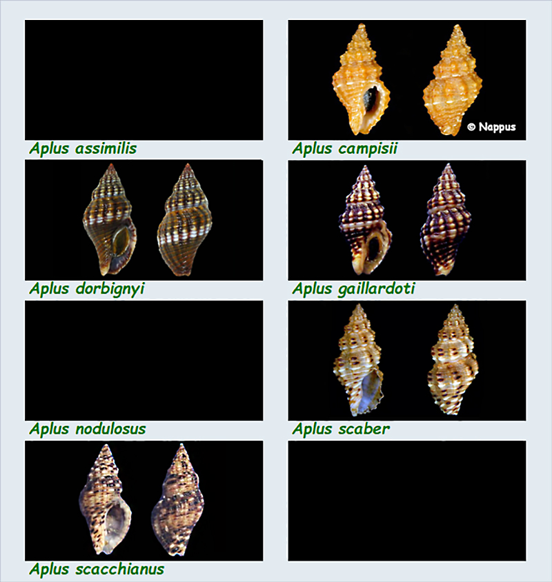 Pisaniidae Aplus - Le genre, ses espèces, la planche Les_ap10