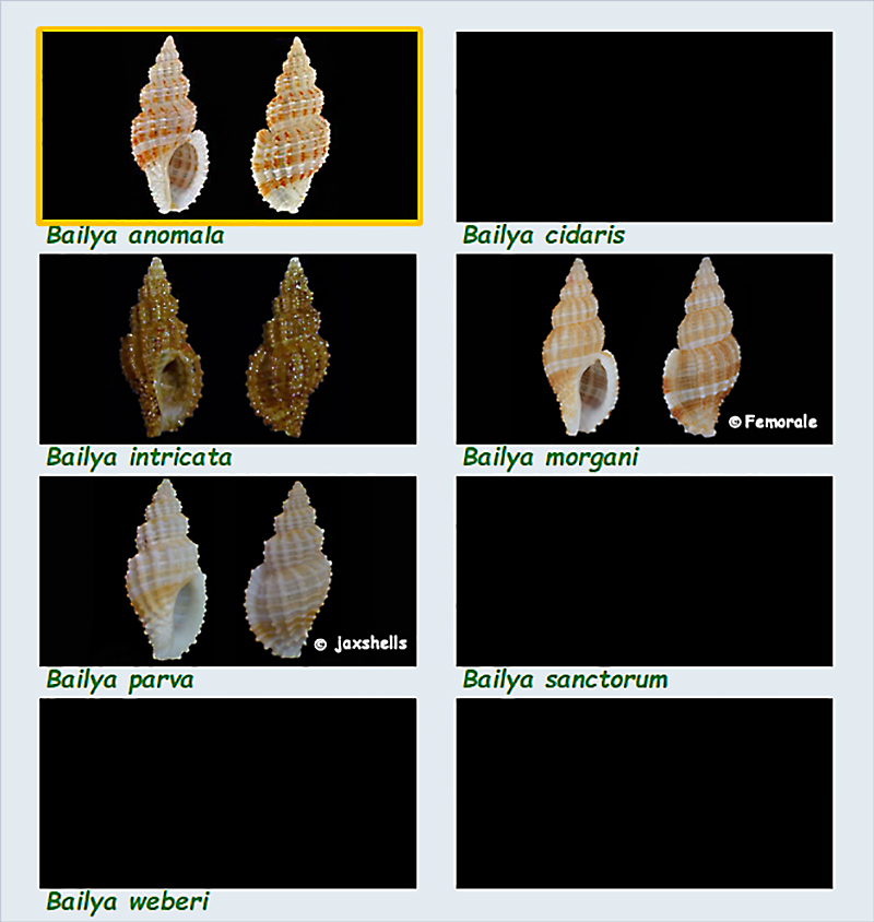 Pisaniidae Bailya - Le genre, ses espèces, la planche Les_ba10