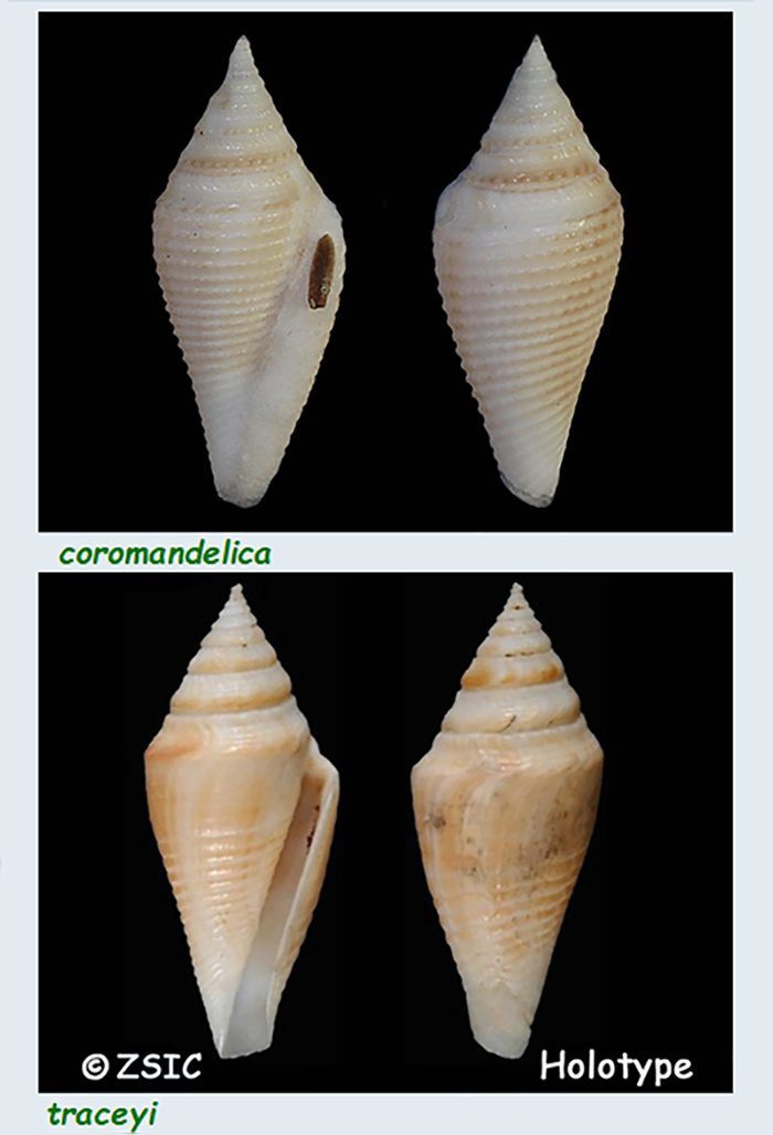  Conidae Conasprella (Pseudoconorbis) - Le genre, ses espèces la planche Les_co19