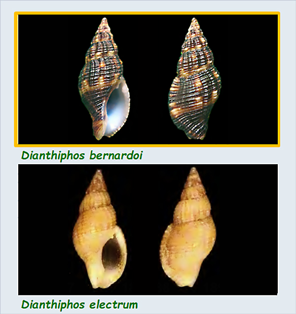 Pisaniidae Dianthiphos - Le genre, ses espèces, la planche Les_di10