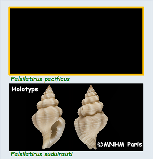 Pisaniidae Falsilatirus - Le genre, ses espèces, la planche Les_fa10