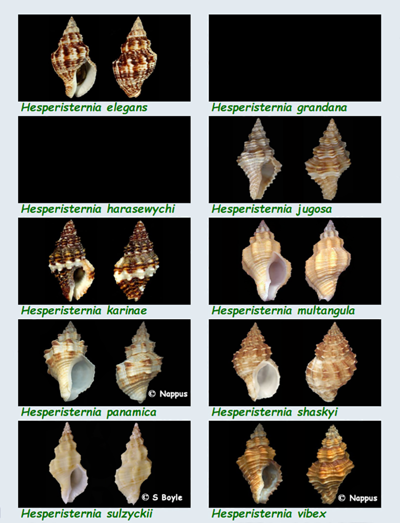 Pisaniidae Hesperisternia - Le genre, ses espèces, la planche Les_he10