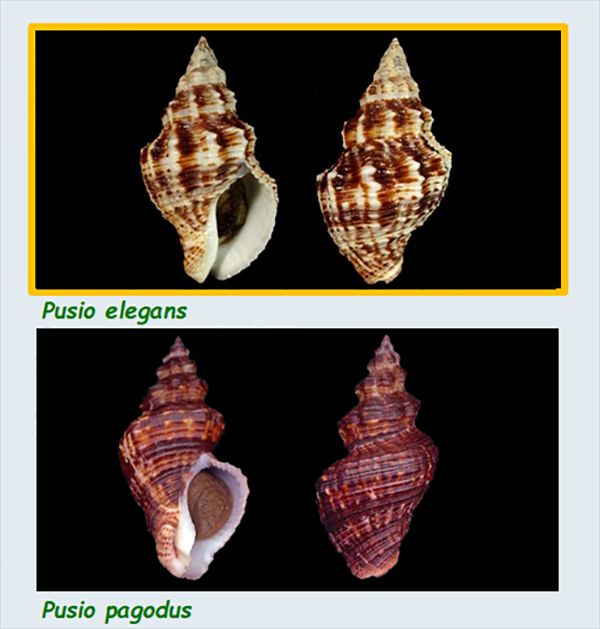 Pisaniidae Pusio - Le genre, ses espèces, la planche Les_pu10