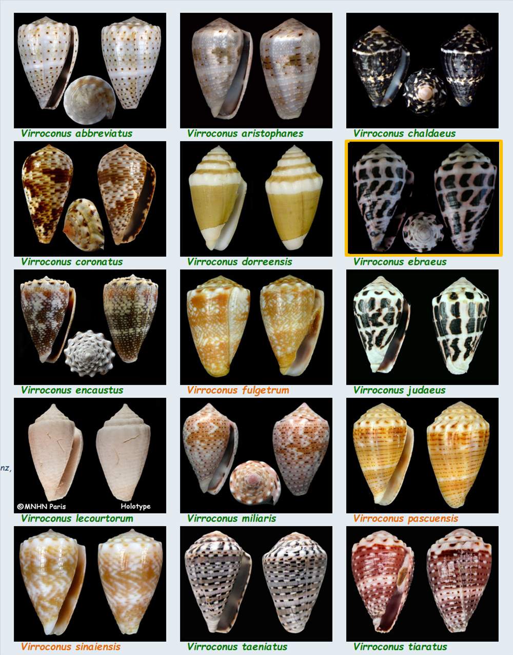   Conidae Conus (Virroconus) - Le genre, ses espèces, la planche 15/15 Les_vi11