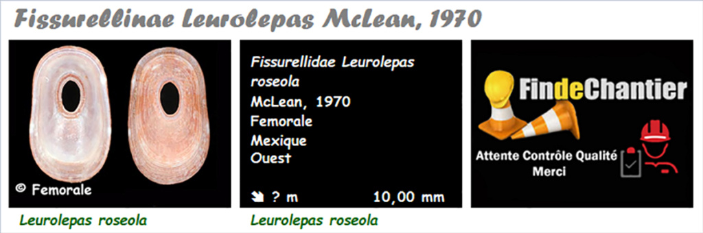 Fissurellinae Leurolepas - Le genre, l'espèce, la planche Leurol10