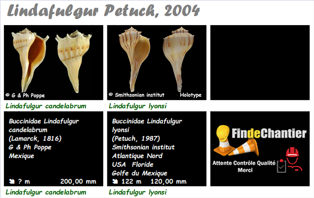 Busyconidae Lindafulgur - Le genre, ses espèces, la planche Lindaf10
