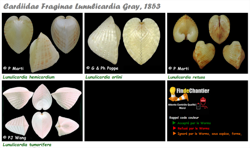 Cardiidae Fraginae Lunulicardia - Le genre, ses espèces, la planche Lunuli10
