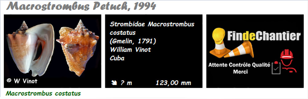 Strombidae Macrostrombus - Le genre, l'espèce, la planche Macros10