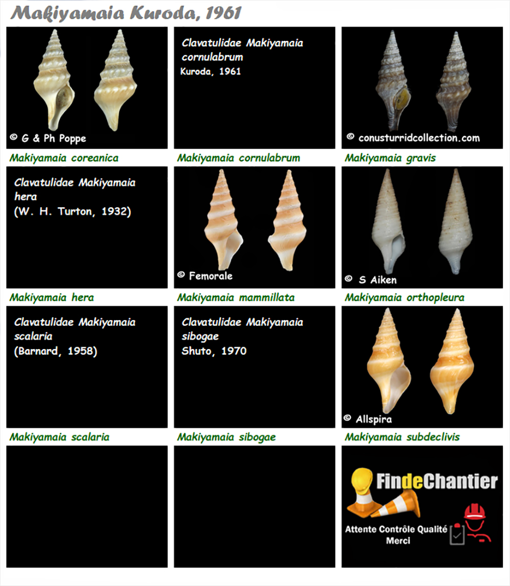 Clavatulidae Makiyamaia - Le genre, ses espèces, la planche Makiya11