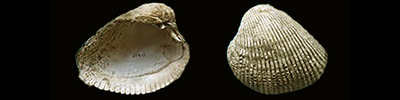 Cardiidae (Nom temporaire) Maoricardium - Le genre, ses espèces, la planche Maoric10