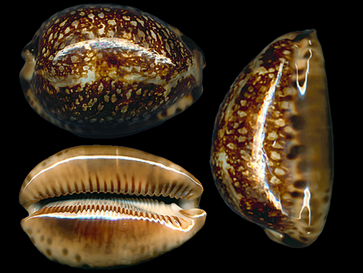 Mauritia arabica immanis f. rudimaculosa - Bozzetti, 2008 Maurit19