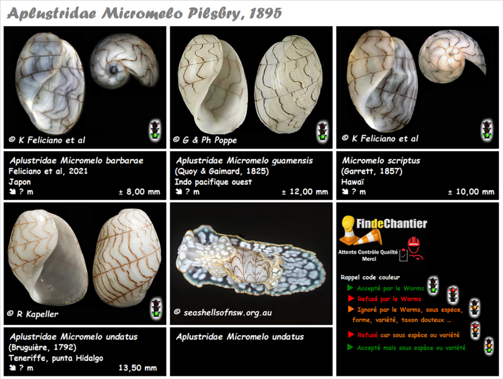 Aplustridae Micromelo - Le genre, ses espèces, la planche Microm10