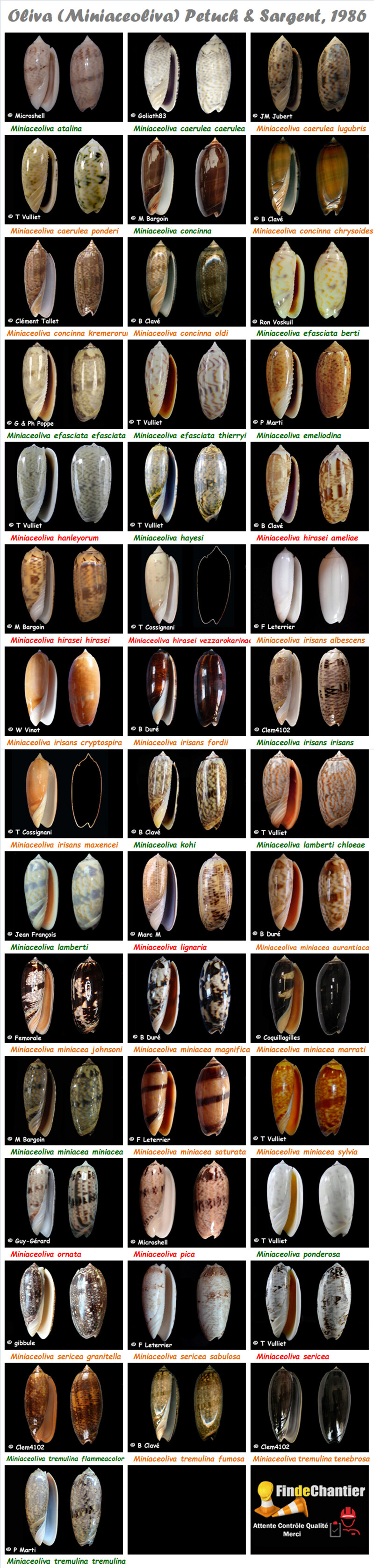  Olividae Miniaceoliva - Le genre, ses espèces, la planche Miniac13